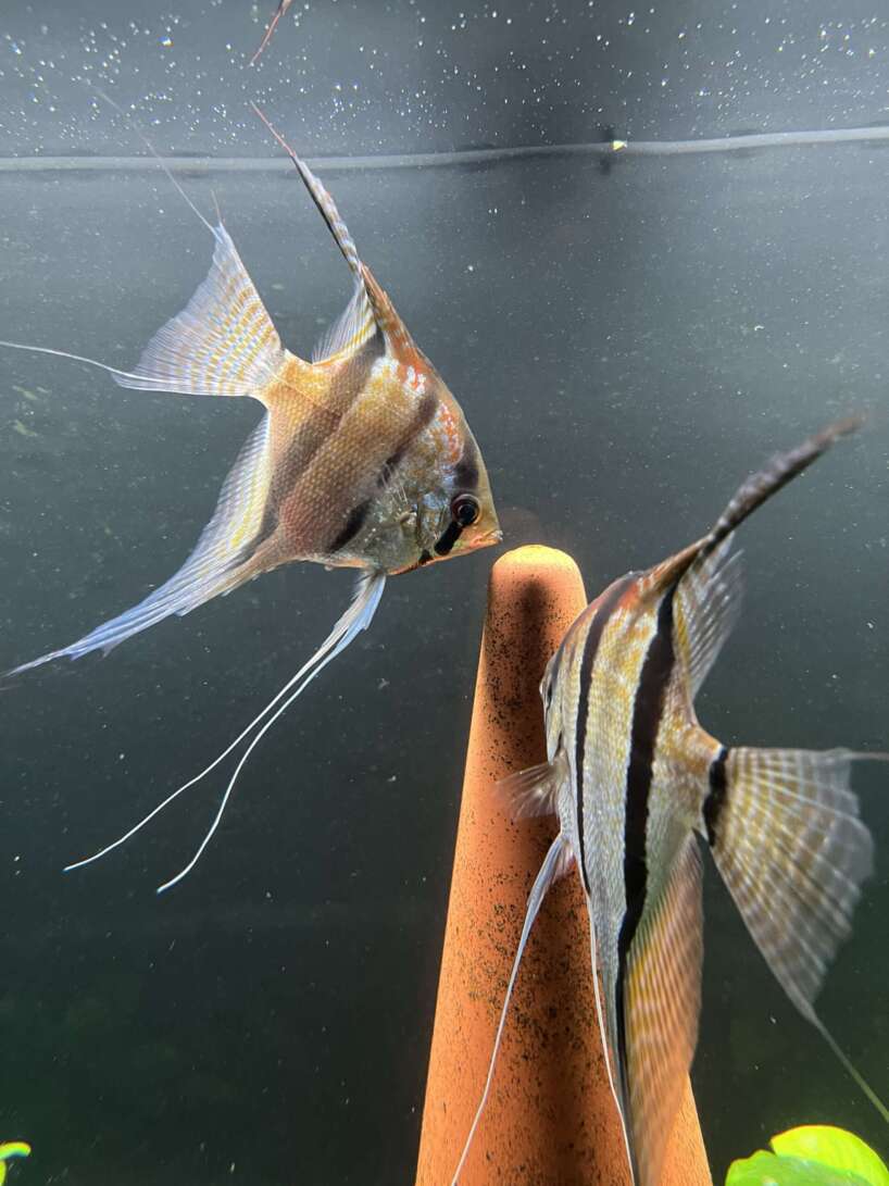 Pterophyllum scalare Rio Negro