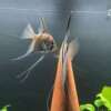 Pterophyllum scalare Rio Negro