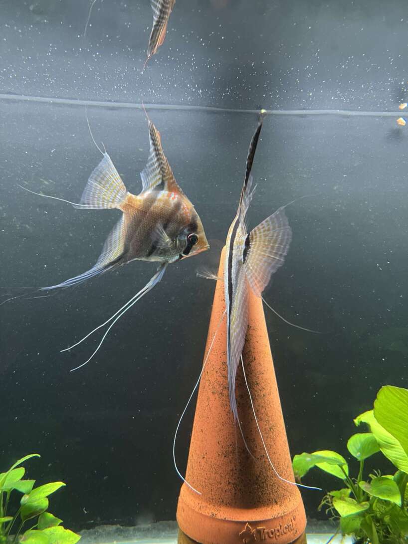 Pterophyllum scalare Rio Negro