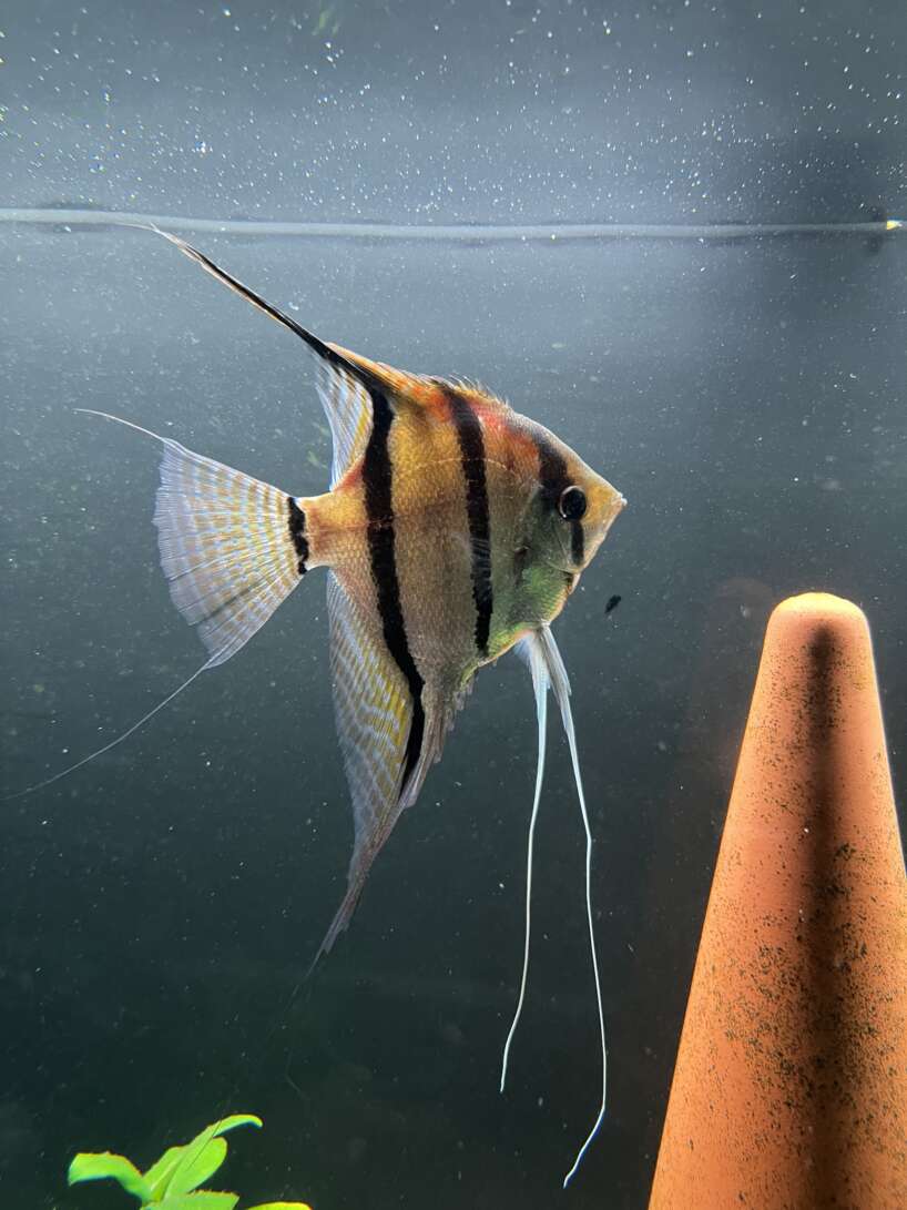 Pterophyllum scalare Rio Negro