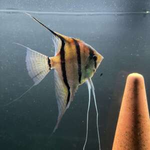 Pterophyllum scalare Rio Negro