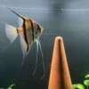 Pterophyllum scalare Rio Negro