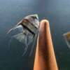 Pterophyllum scalare Rio Negro