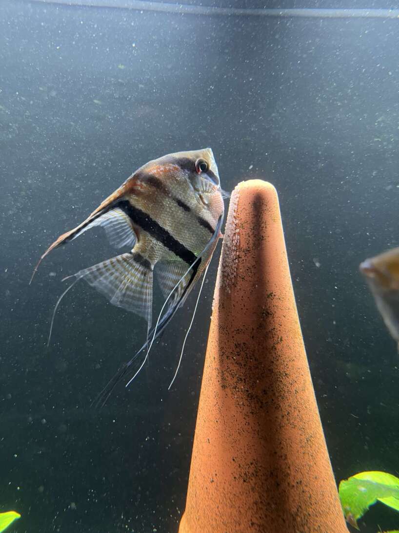Pterophyllum scalare Rio Negro
