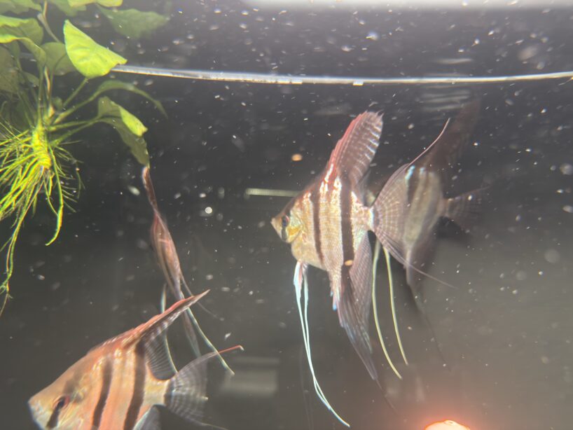 Pterophyllum scalare Rio Negro