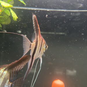 Pterophyllum scalare Rio Negro