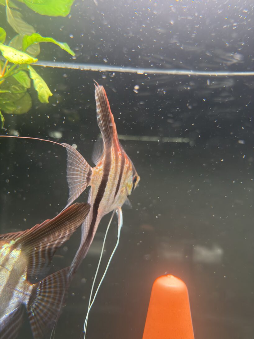 Pterophyllum scalare Rio Negro