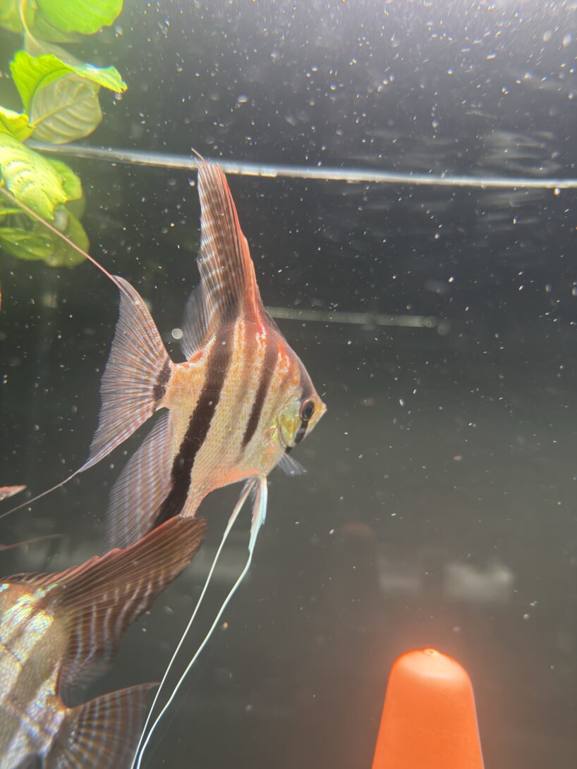 Pterophyllum scalare Rio Negro