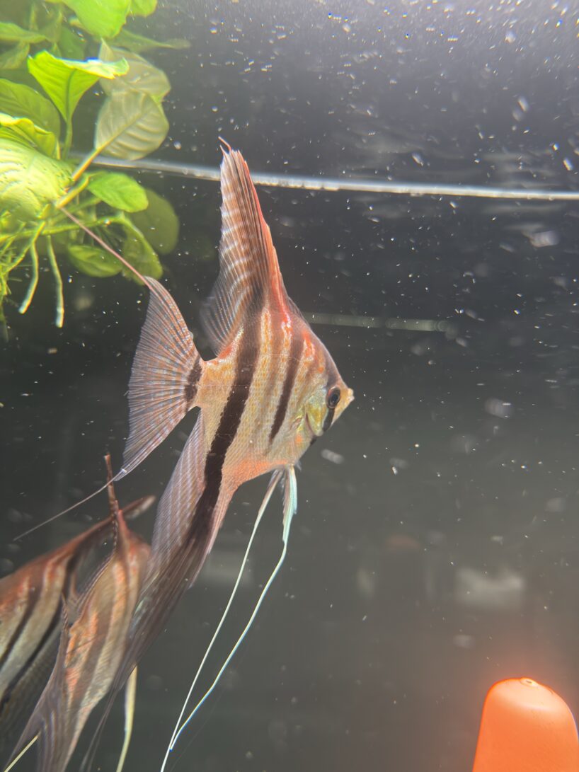 Pterophyllum scalare Rio Negro