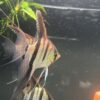 Pterophyllum scalare Rio Negro