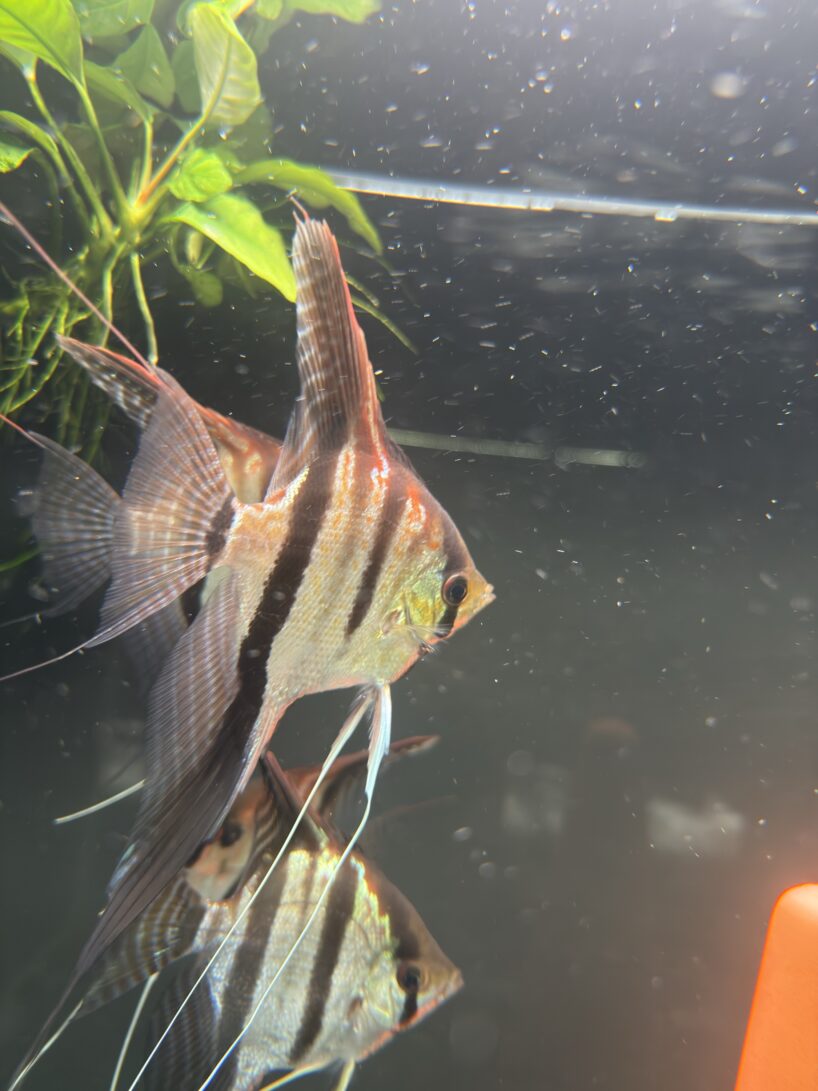 Pterophyllum scalare Rio Negro