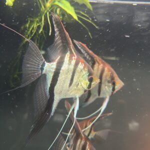 Pterophyllum scalare Rio Negro