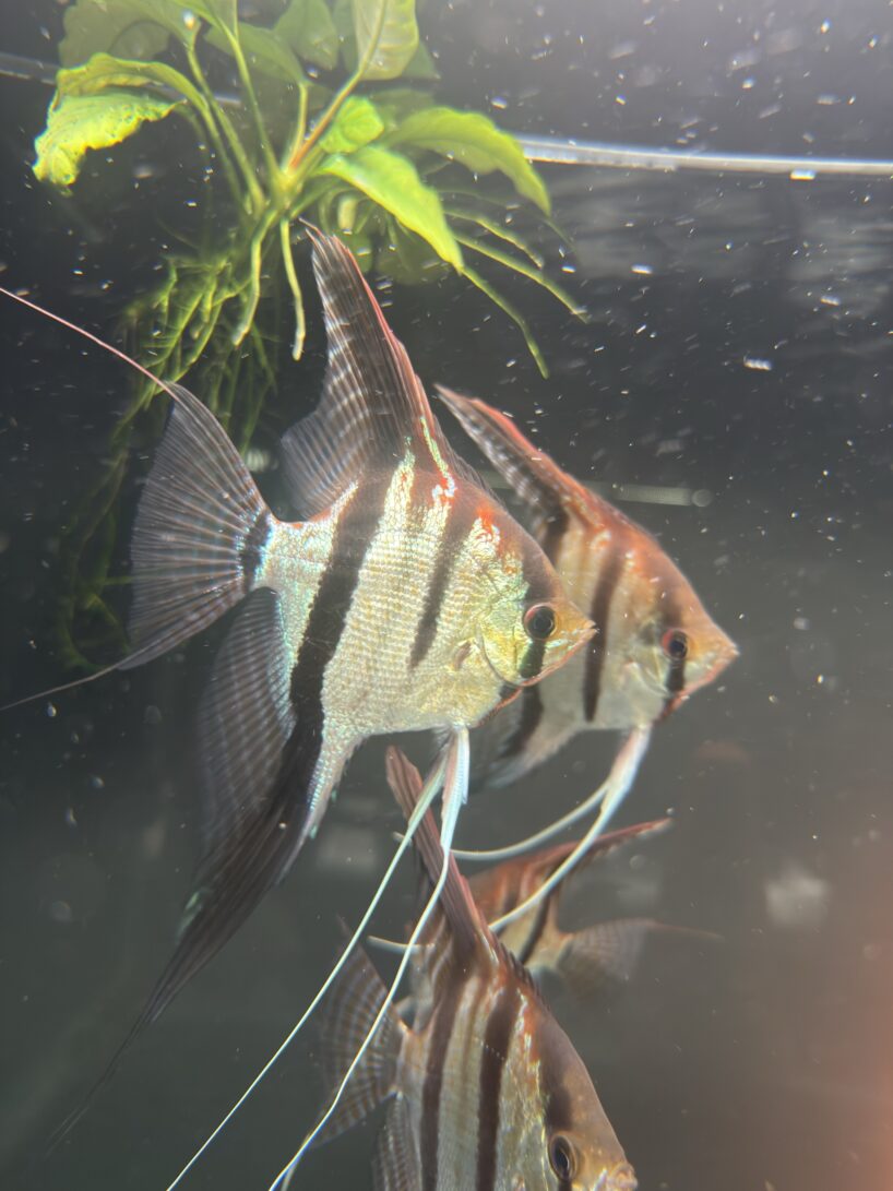 Pterophyllum scalare Rio Negro