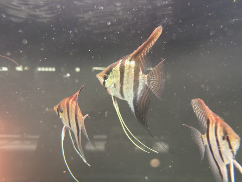 Pterophyllum scalare Rio Negro