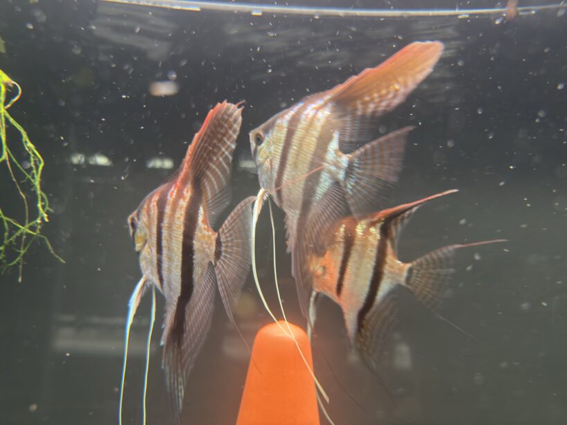 Pterophyllum scalare Rio Negro