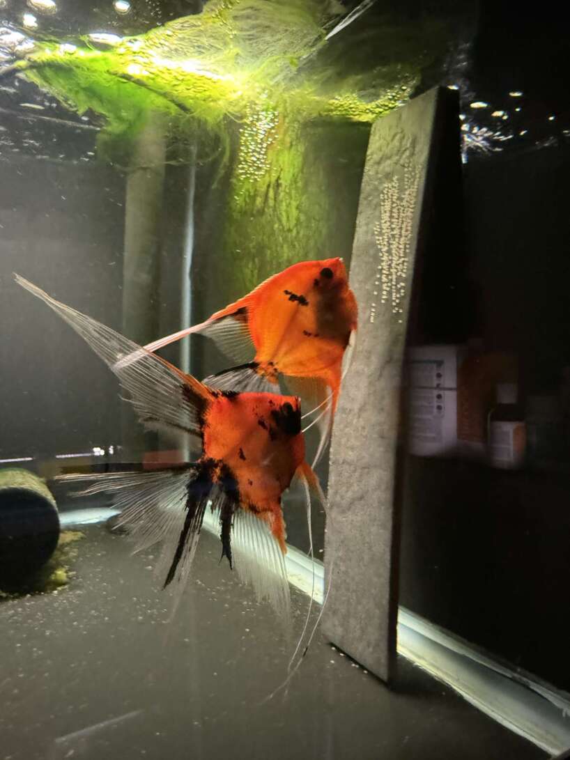Premium Koi Angelfish (Red Devil)