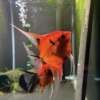 Premium Koi Angelfish (Red Devil)