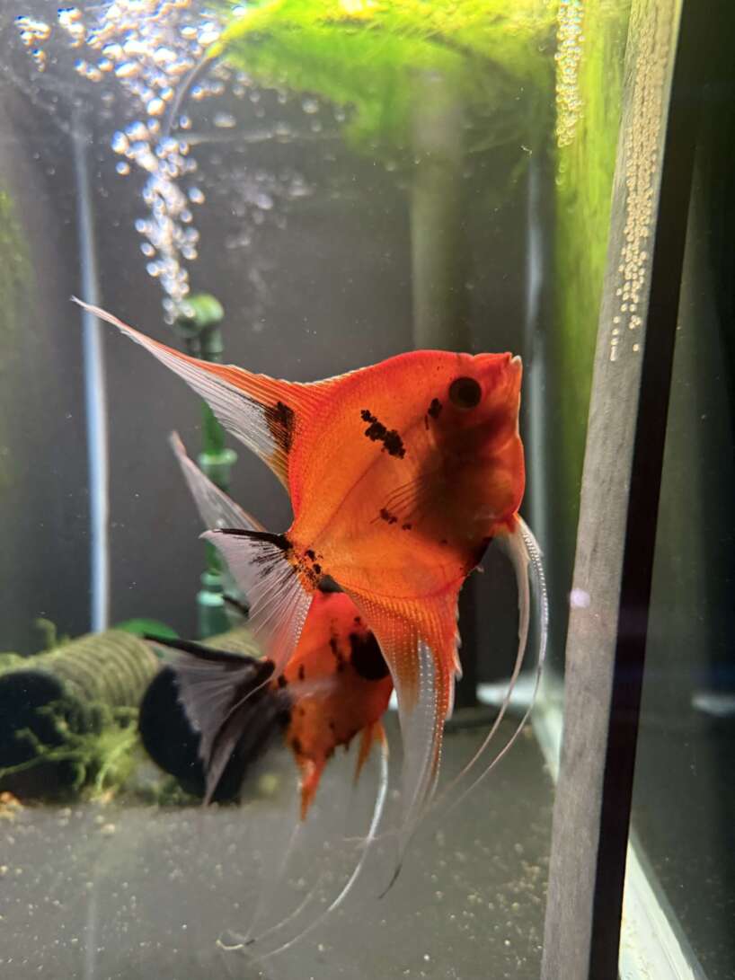 Premium Koi Angelfish (Red Devil)