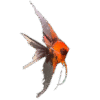 Premium Koi Angelfish (Red Devil)