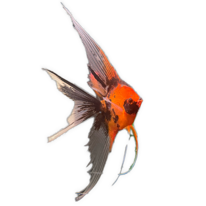 Premium Koi Angelfish (Red Devil)