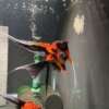 Premium Koi Angelfish (Red Devil)