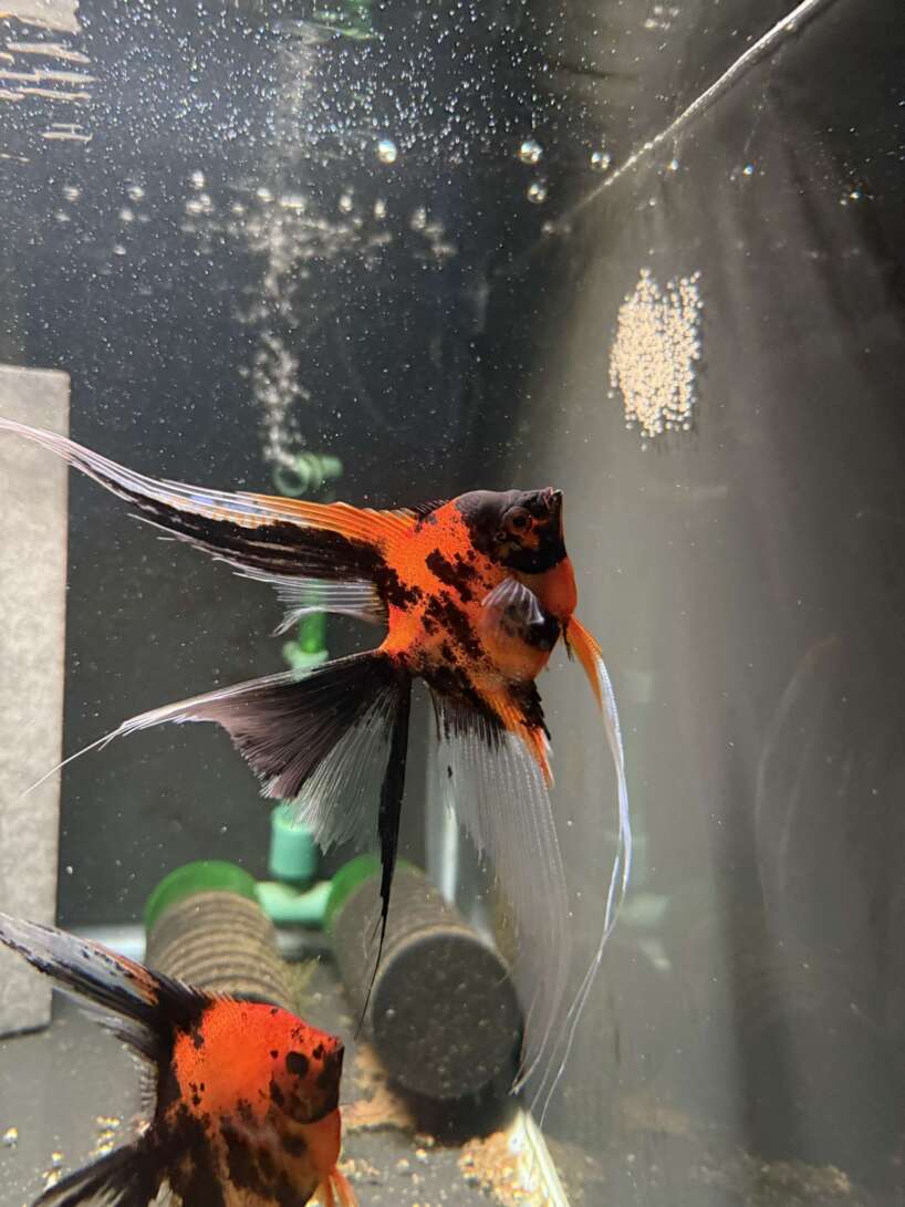 Premium Koi Angelfish (Red Devil)