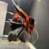 Premium Koi Angelfish (Red Devil)