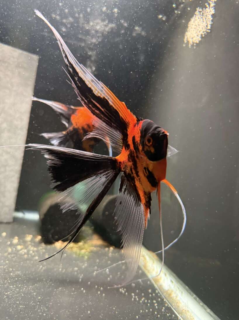 Premium Koi Angelfish (Red Devil)