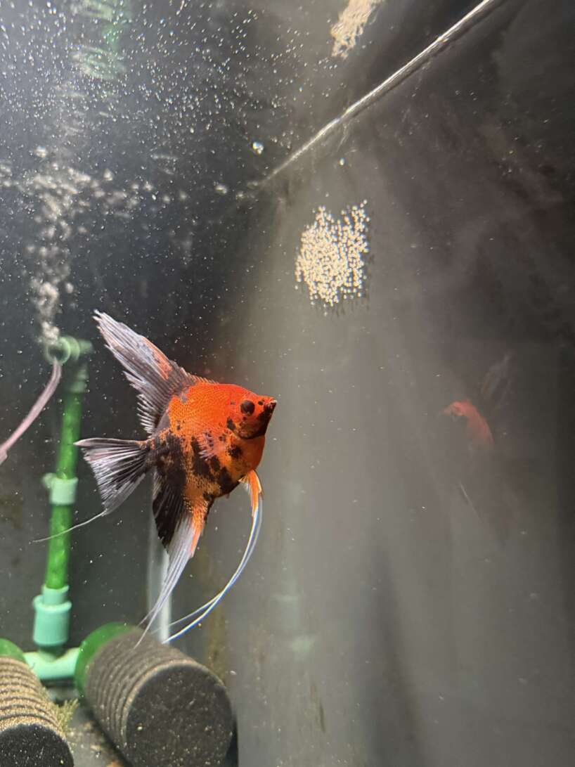 Premium Koi Angelfish (Red Devil)