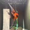 Premium Koi Angelfish (Red Devil)