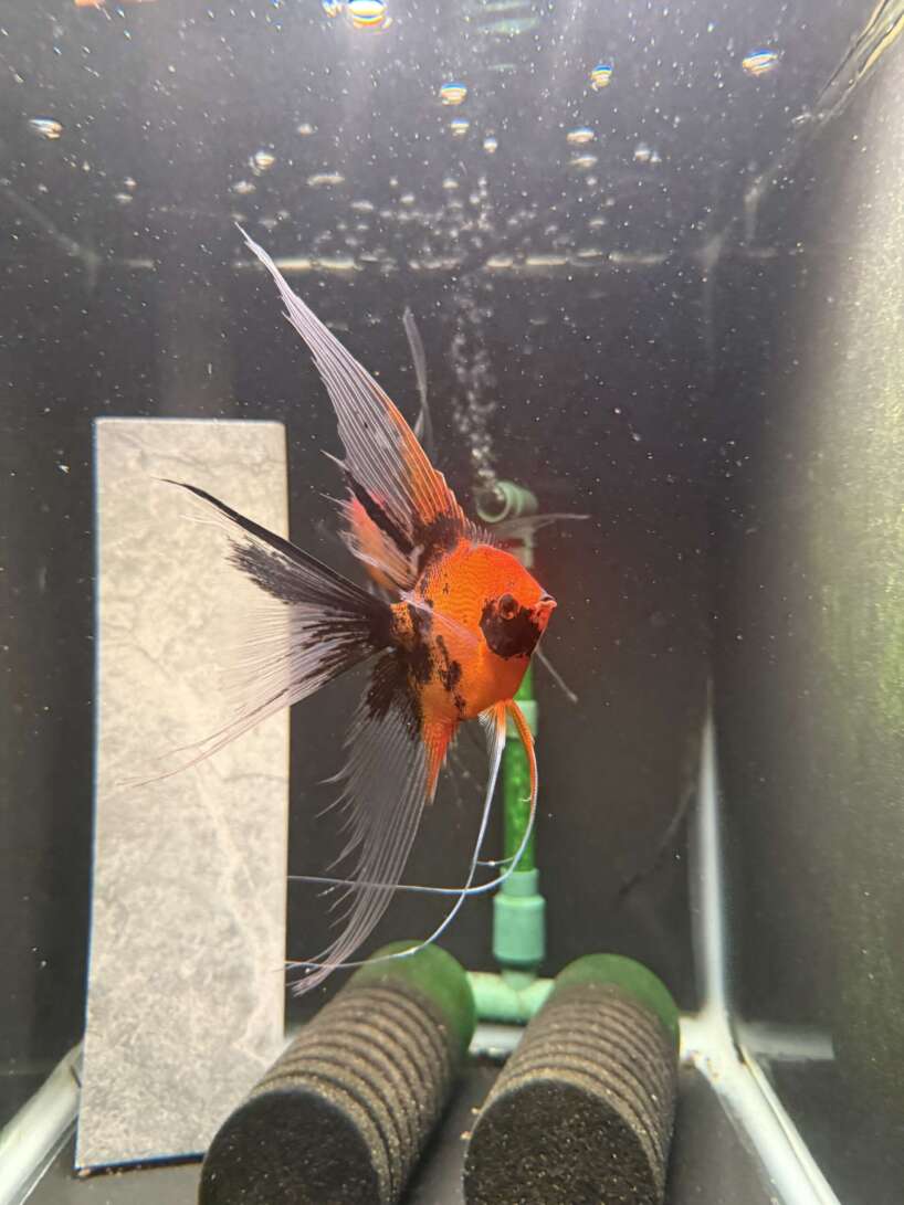 Premium Koi Angelfish (Red Devil)