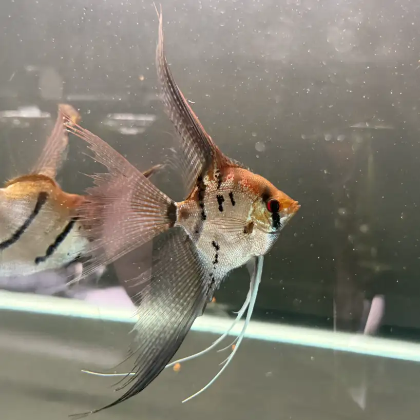 Assorted Angelfish (Wild Blood) - Image 2