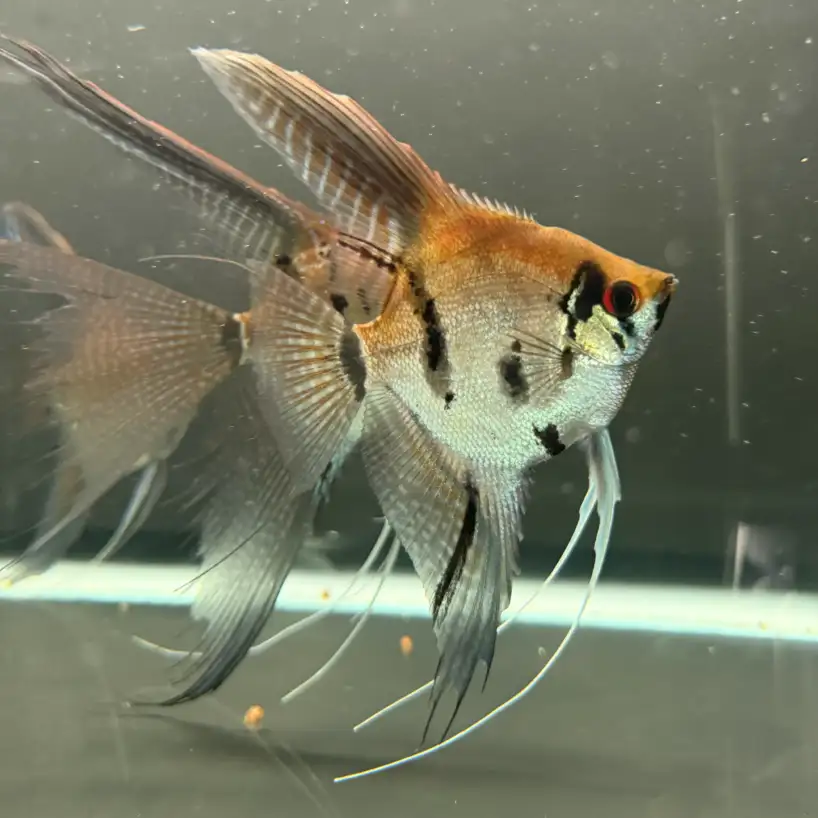 Assorted Angelfish (Wild Blood)