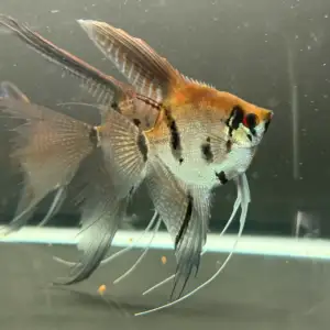 Assorted Angelfish (Wild Blood)