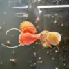 Ramshorn Snail