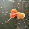 Ramshorn snail