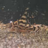 Vulcan Corydoras CW111