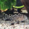 Vulcan Cory CW111
