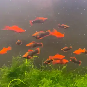 Red Alpha Swordtail – Unsexed