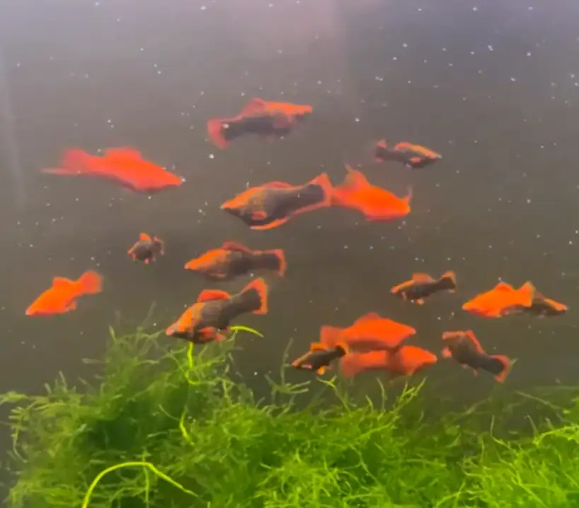 Ruby Red Swordtail – Unsexed