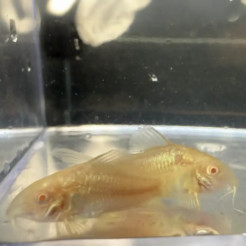 Albino Cory (Corydoras aeneus “Albino”) - Image 2