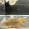 Albino Cory (Corydoras aeneus “Albino”)