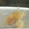 Albino Cory (Corydoras aeneus “Albino”)
