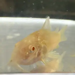 Albino Cory (Corydoras aeneus “Albino”)