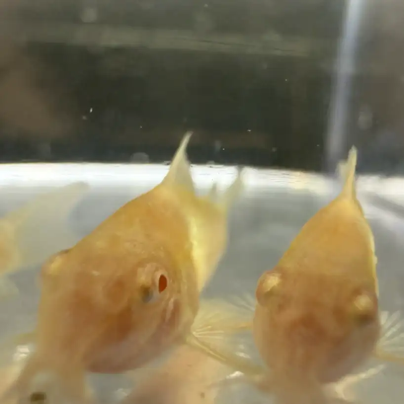 Albino Cory (Corydoras aeneus “Albino”) - Image 3