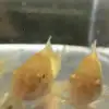 Albino Cory (Corydoras aeneus “Albino”)