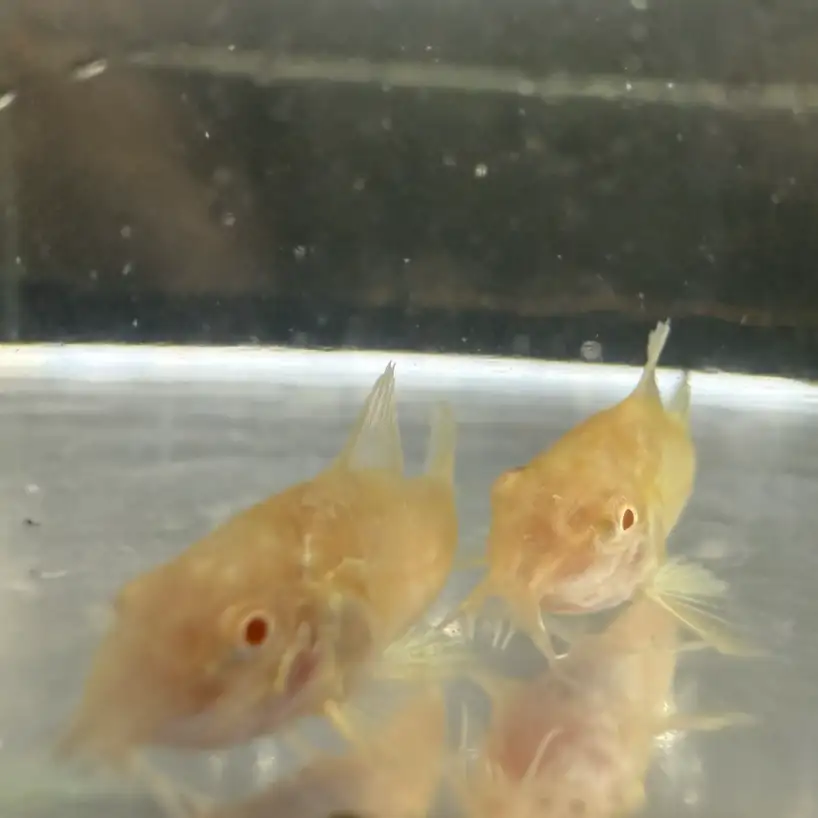 Albino Cory (Corydoras aeneus “Albino”) - Image 4
