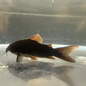 Black Shultzei (Corydoras schultzei “Black”)