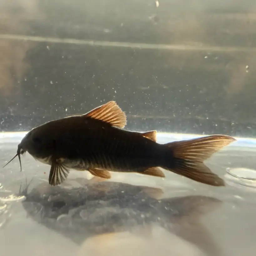 Black Shultzei (Corydoras schultzei “Black”)