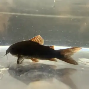 Black Shultzei (Corydoras schultzei “Black”)